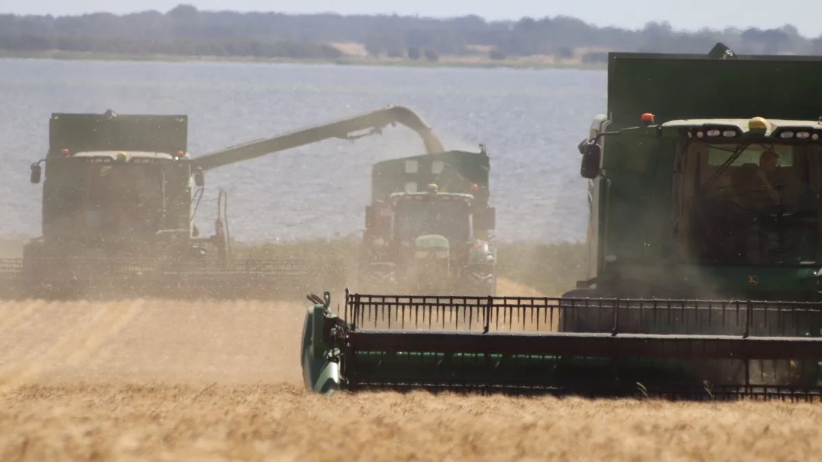 Torsdag er Gavnøs to 30 fods John Deere-mejetærskere i fuld gang i maltbyggen, som overrasker positivt i både udbytte og kvalitet. Foto: Jørgen P. Jensen 