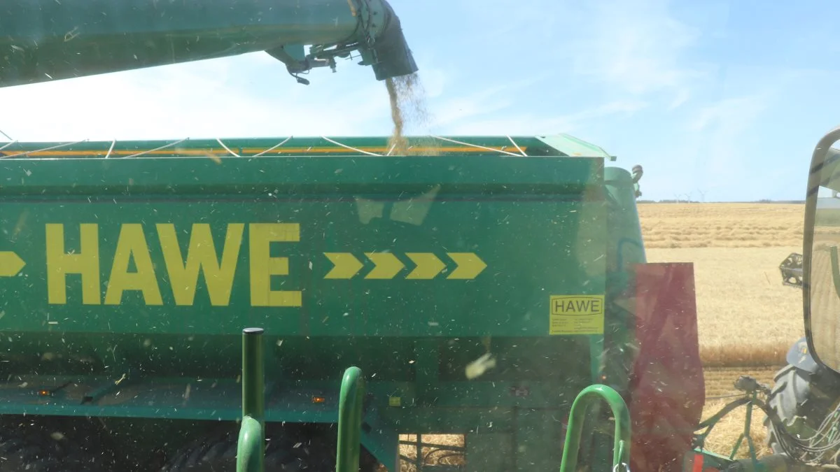 Byggen køres på tre lastbiler direkte til Danish Agro i Dalmose.