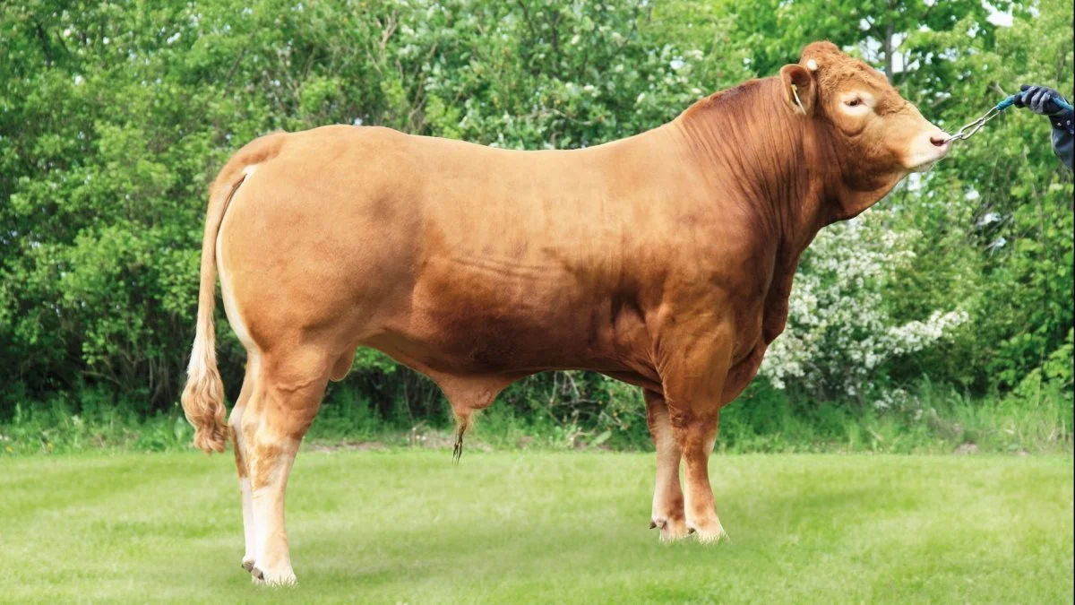 VikingGenetics arbejder gennem genetik på at forbedre sundhed, reproduktion, mælkeproduktion, fodereffektivitet og lang levetid på tværs af flere forskellige racer. Foto: Eksternt