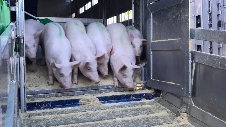 En vognmand blev først dømt i byretten for sine transportdokumenter og for ikke at have vand til dyrene, men vandt senere ved landsretten. Transporten her har ikke noget med sagen at gøre. Arkivfoto