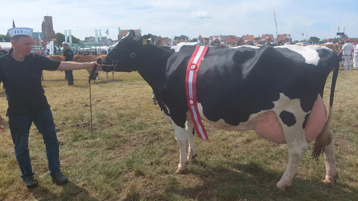 Superko-titlen inden for Holstein gik til kat. nr. 113 – koen 51814-0533 fra Højager Holstein v/Erik Hansen, Møgelmose, Rødding. Foto: John Ankersen
