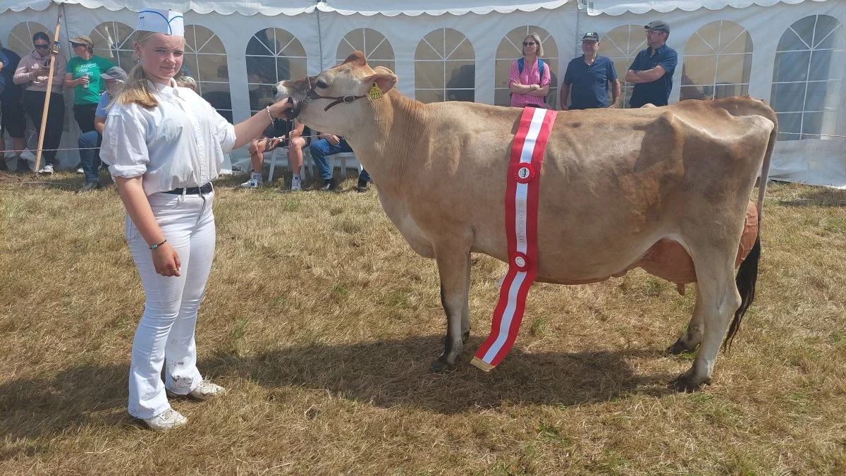Superko-titlen inden for Jersey gik til kat. nr. 177 – koen 55982-02283 fra Sønderfenner, Ø. Vedsted, Ribe. Foto: John Ankersen