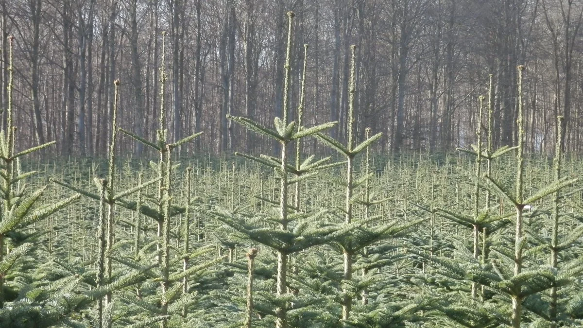 Skovejere med skovarealer over 10 hektar skal ikke længere nul-indberette brug af pesticider i Miljøstyrelsens IT-system. Arkivfoto: Camilla Bønløkke