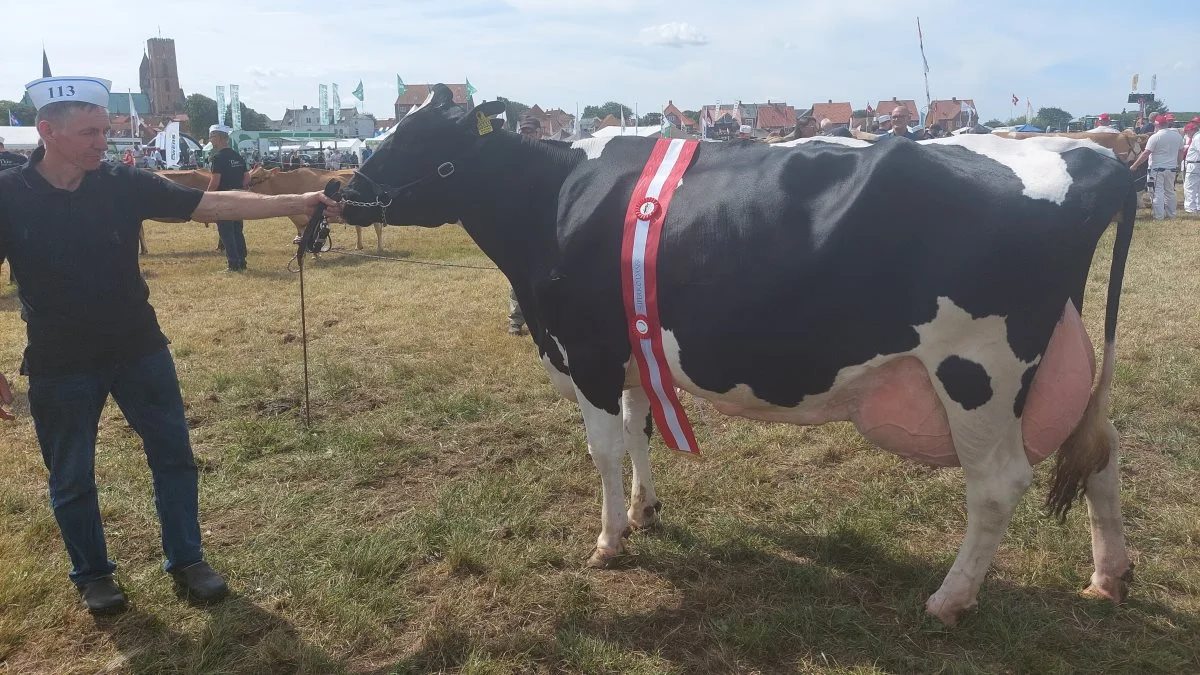 Superko-titlen inden for Holstein gik til kat. Nr. 113 – Koen 51814-0533 fra Højager Holstein v/Erik Hansen, Møgelmose, Rødding. Foto: John Ankersen