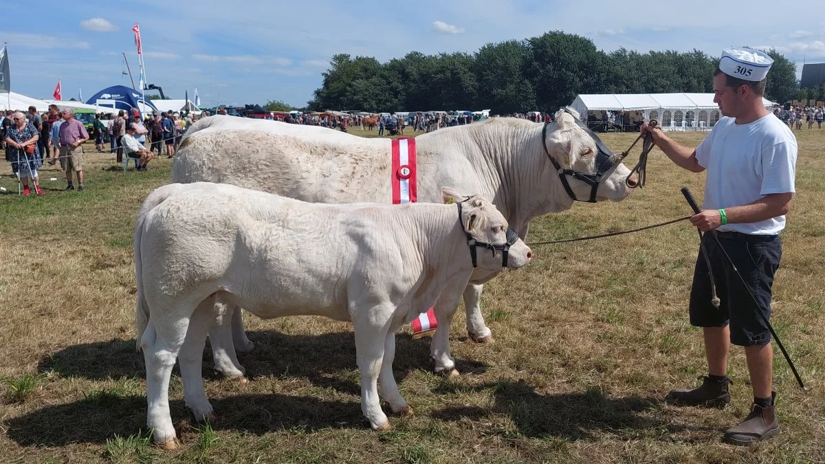 KØDKVÆG – Skuets bedste hundyr på tværs af racer blev racen Charolais . kat. Nr. 305 – Koen Orkide Neergaard fra Rasmus Kirk, Fjerritslev. Foto: John Ankersen