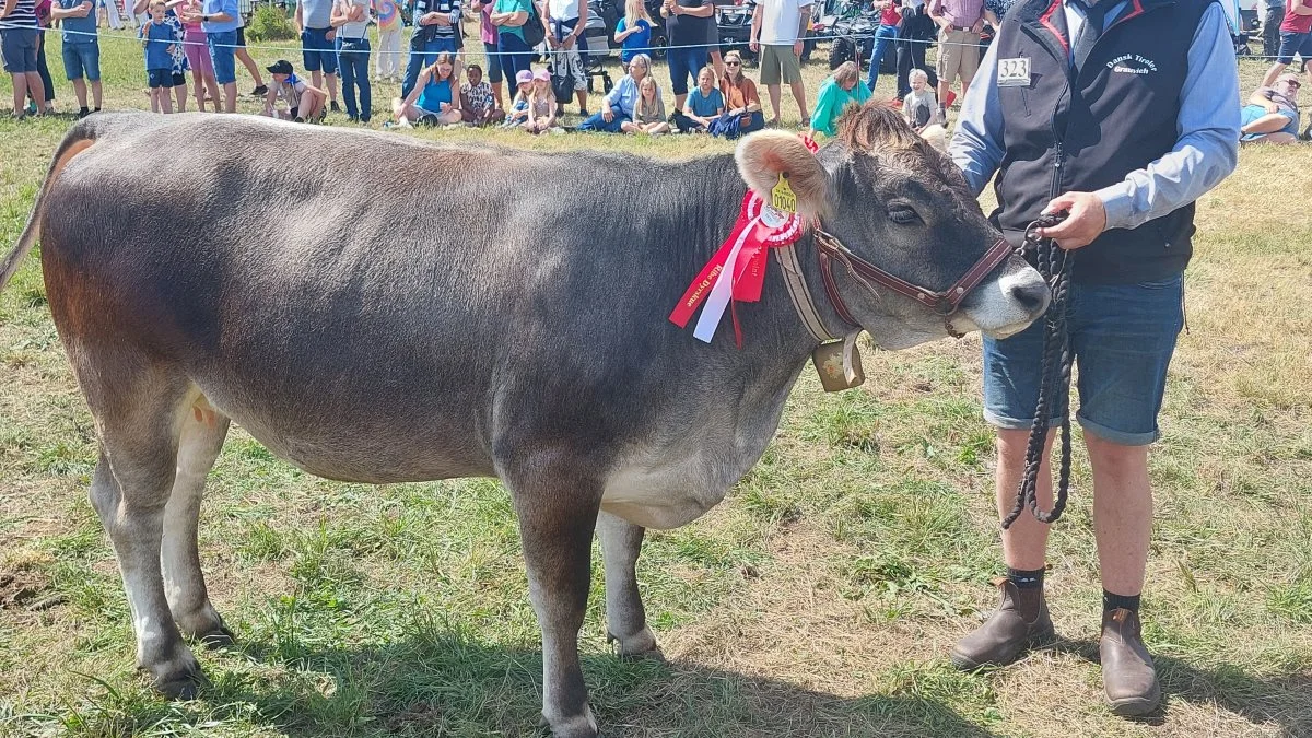 KØDKVÆG – Skuets bedste kvie på tværs af racer blev racen Grauvieh – kat. Nr. 323 – Kvien Ragna fra Nissen I/S, Ørslev, Rødekro. Foto: John Ankersen