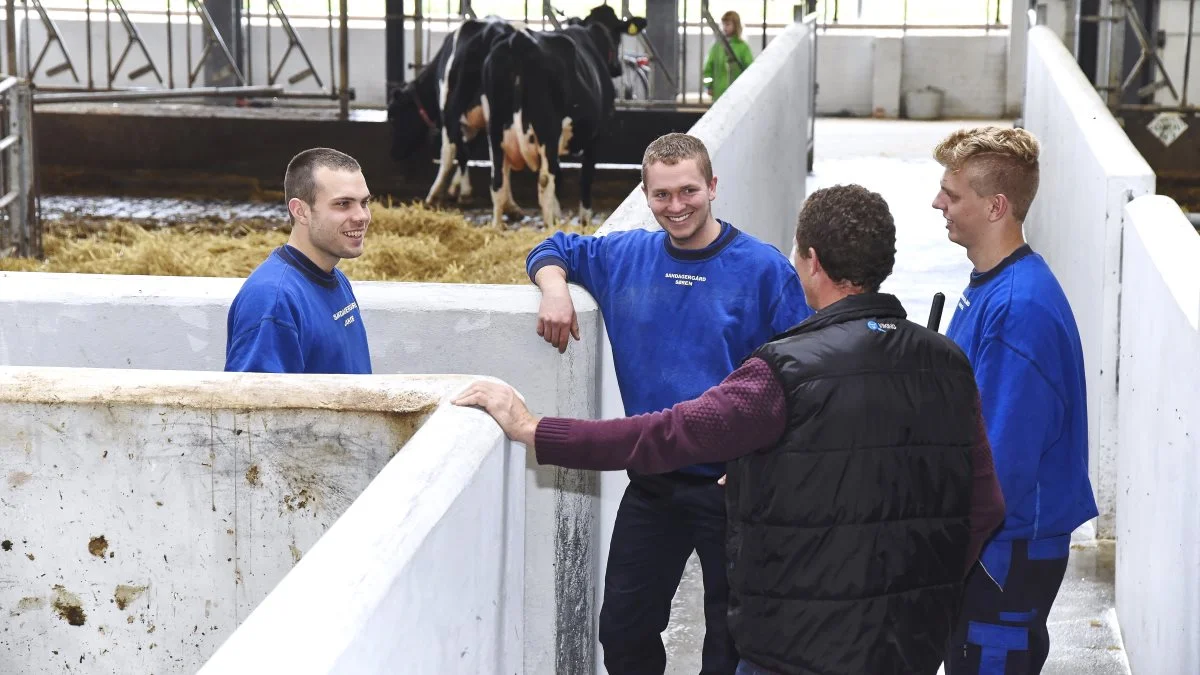 Mange ukrainske fordrevne søger arbejde i landbruget og nogle har allerede fundet job. I forvejen arbejdede tusindvis af ukrainere i Danmark. Foto: Seges