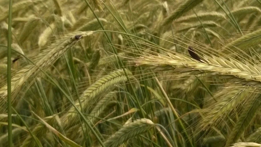 En almindelig skepsis i de senere år har været forekomst af meldrøjer. 
Forekomsten er dog efterhånden til at overse med hybridsorterne, da meldrøjer her er næsten ikke eksisterende.
