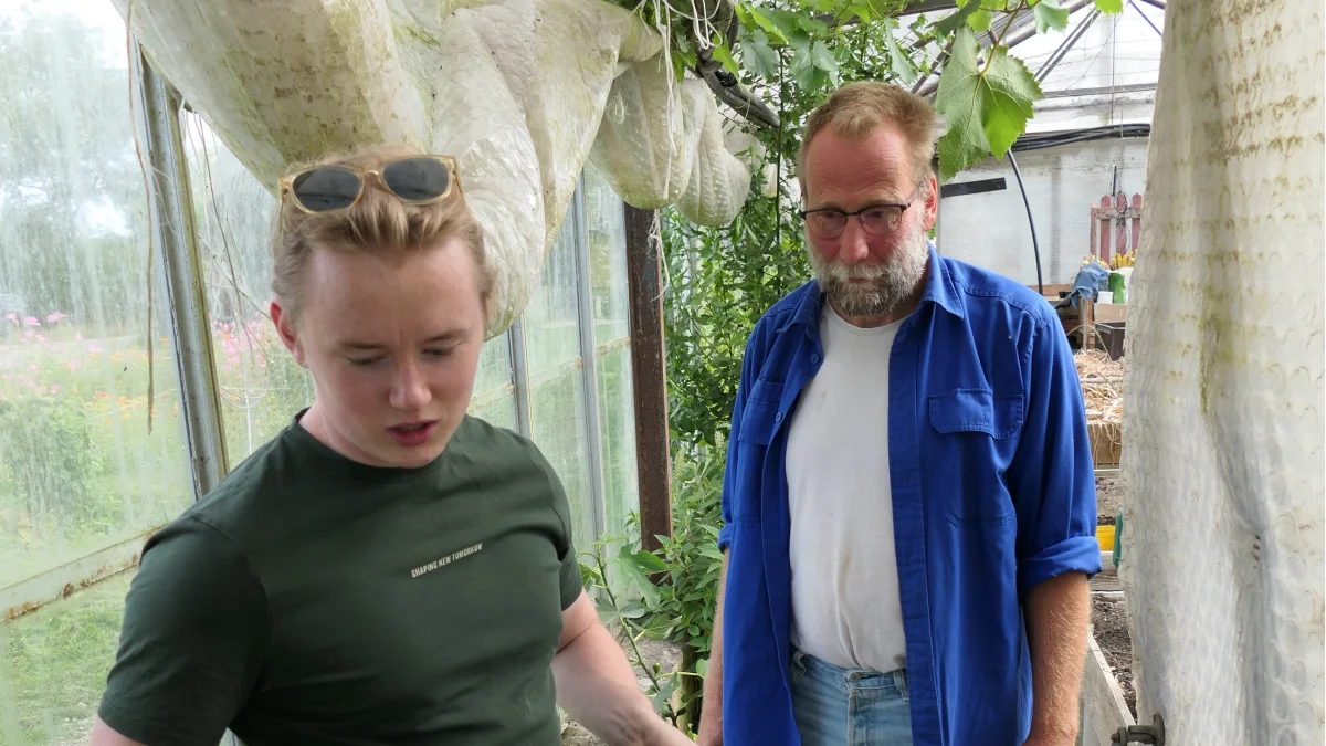I gartneriet har Endrik Maas flere forskellige vindruesorter, og det er lige, hvad kok og sommelier Christian Madsen fra restaurant Lyst kan bruge.
 – Jeg justerer smagsnoterne med de sure og endnu umodne druer i saftmenuerne. Her er en særdeles sød drue og en syrlig, der klæder hinanden, viser han. 