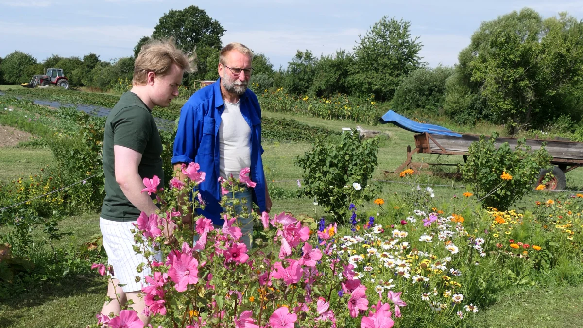 Sommelier Christian Madsen vil være helt sikker. 
– Kan alle blomsterne her spises, spørger han plantekyndige Endrik Maas før han garnerer sine alkoholfrie saftmenuer med de skønne farver fra Gartneriet Rødmoses blomsterbed.  