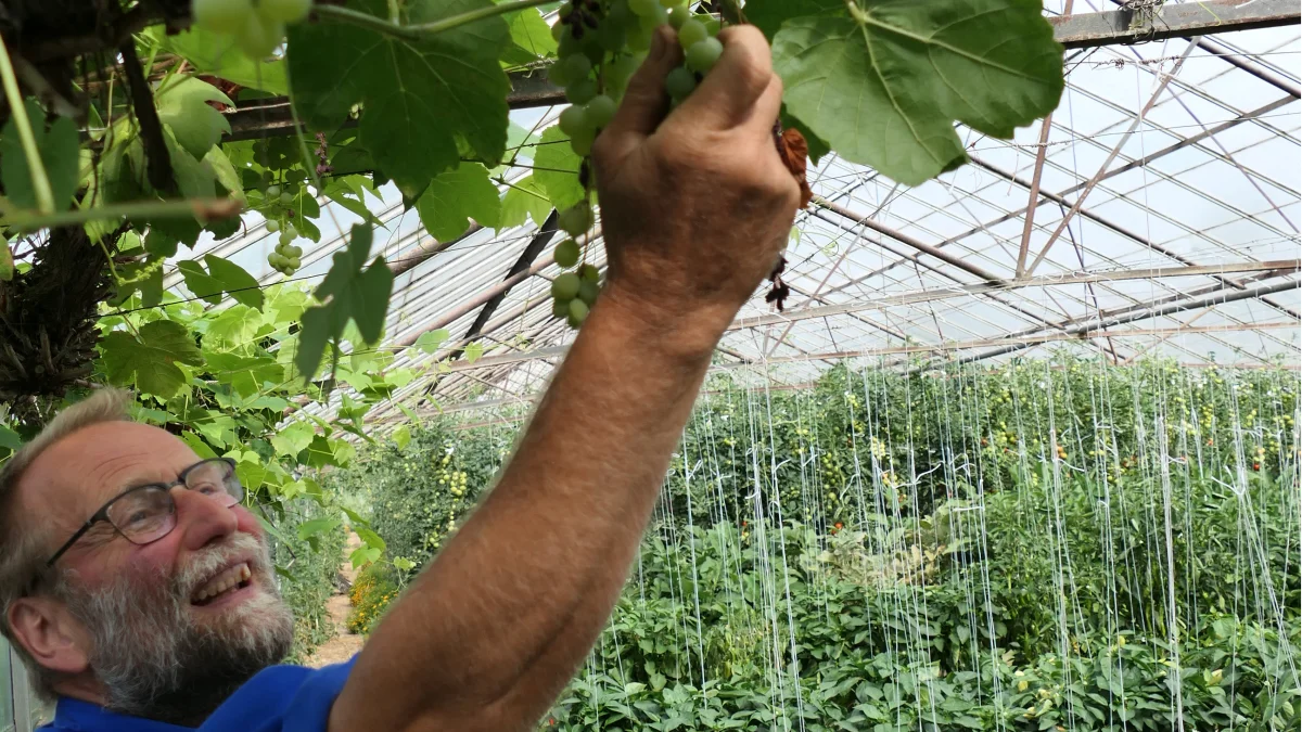 Modsat næsten alle andre fødevareproducenter, sætter Endrik Maas i Gartneriet Rødmose en ære i at have et så stort og varieret udvalg af produkter som muligt i både de uopvarmede drivhuse og på friland. Denne forretningside har skaffet ham gourmet-restauranten Lyst i Vejle som fast »pluk-selv«-kunde. 