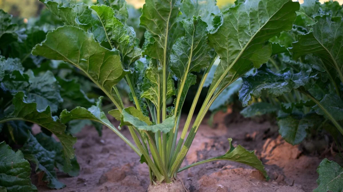 Det er blandt andet roetoppen, der skal ind i fødevarekæden og ikke ende som spildprodukt eller blot bruges til foder gennem Baltic Plant Solution. Foto: Piqsels