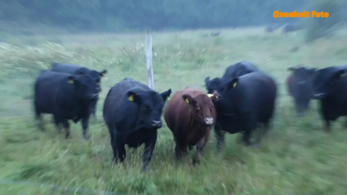 Foto: Øxenholt Foto