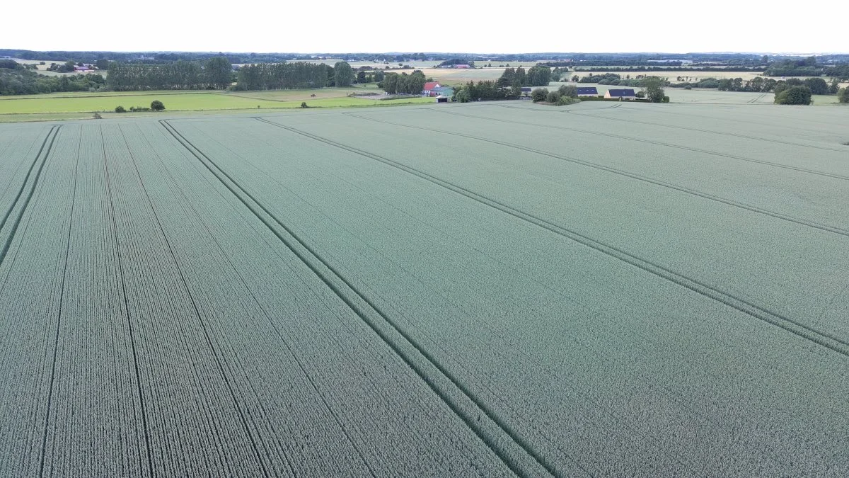Her er et tydeligt bevis på, at jorden ikke pakkes skadeligt ved CA-systemet. På fotoet ses en hvedemark i sit første høstår med 36 meter plejespor mod tidligere 20 meter spor. Der har været kørt gylle og Bioman biogødning ud i hvede og vinterraps via maskinstation i alle årene, og selvfølgelig har der været kørt med sprøjten for at udbringe gødning og planteværn.