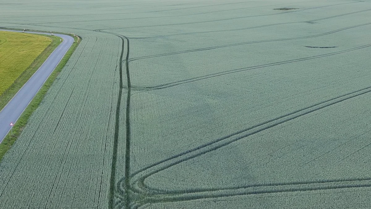 Her ses en forager, hvor der naturligvis har været masser af trafik, vendinger og indkørsler fra landevejen med gylle og lige ind i de gamle plejespor på 20 meter. Heller ikke her ses der pakning eller væksthæmning efter skiftet til 36 meter plejespor.