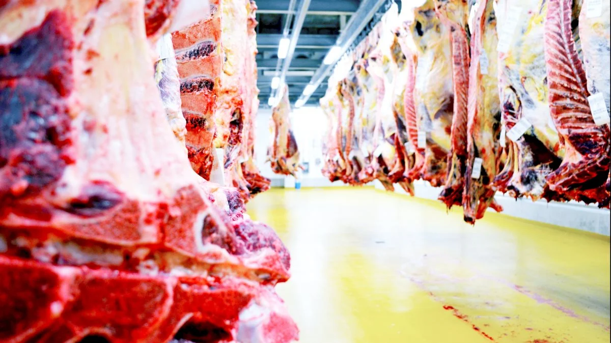 Oksekødsnoteringen er uændret, meddeler Danish Crown Beef.