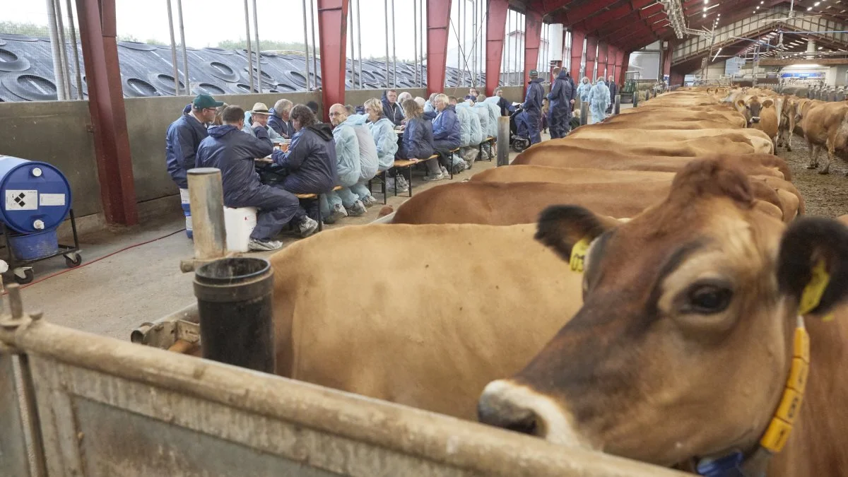 Ikke mindre end 180 jerseyfolk deltog ved besætningsbesøget og grillaftenen blandt de 320 jerseykøer på Ulvsbjerggård i Svenstrup ved Middelfart. Fotos: Erik Hansen