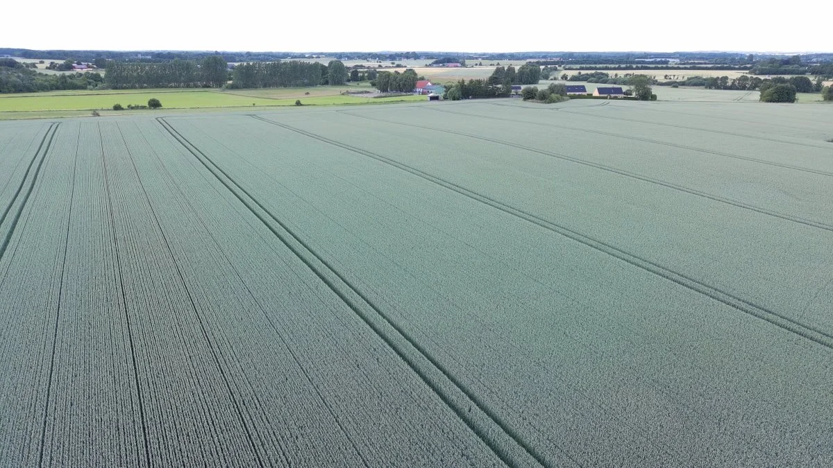Søren Ilsøe har sendt dette billede og skriver: Her er et tydeligt bevis på, at jorden ikke pakkes skadeligt ved CA-systemet. På fotoet ses en hvedemark i sit første høstår med 36 meter plejespor mod tidligere 20 meter spor. Der har været kørt gylle og Bioman biogødning ud i hvede og vinterraps via maskinstation i alle årene, og selvfølgelig har der været kørt med sprøjten for at udbringe gødning og planteværn.