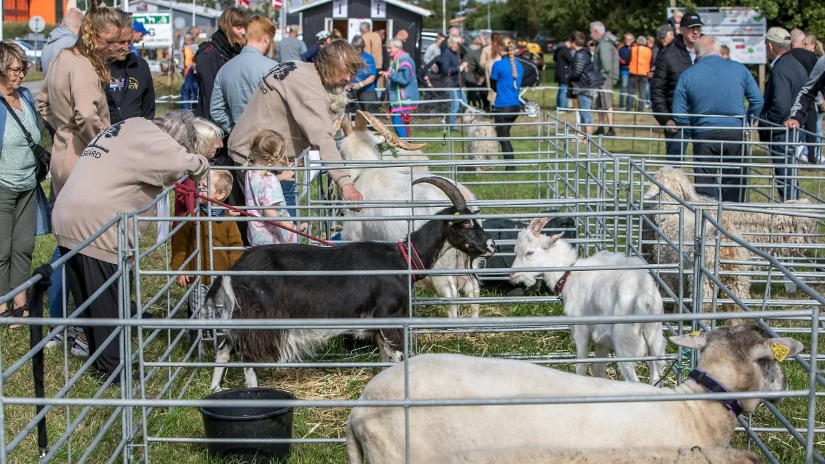 Lørdag den 13. august er der Aulum Dyrskue.