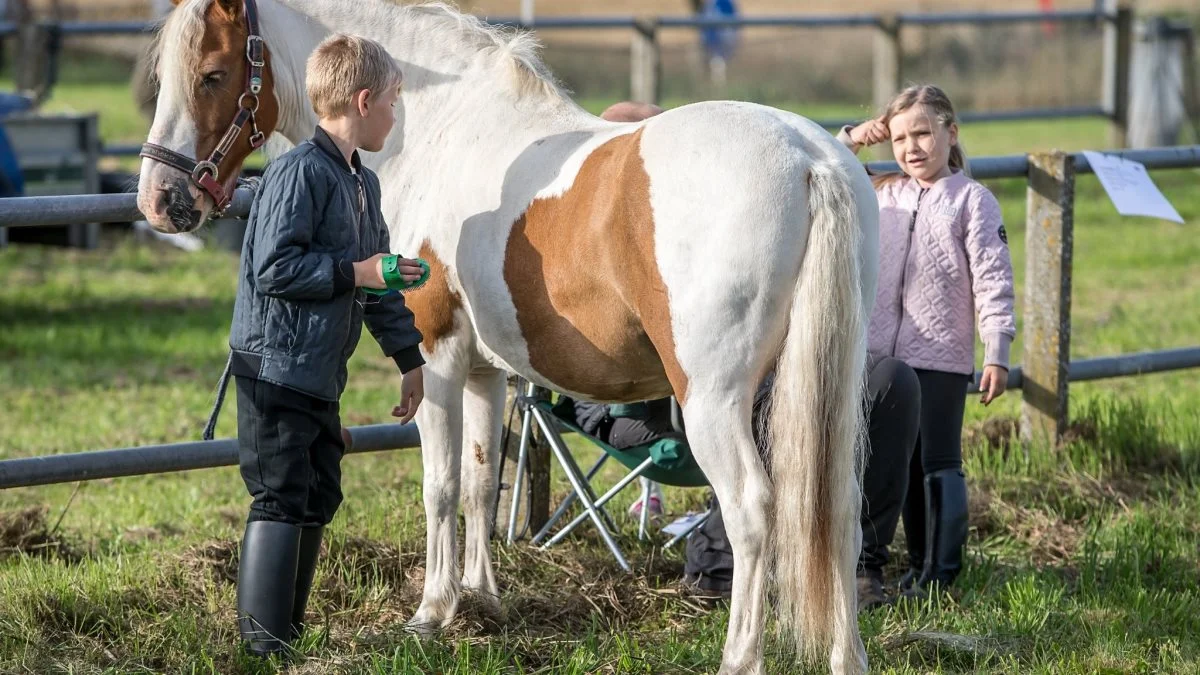 Foruden bedømmelse af heste er der ridekonkurrencer og flere shows.