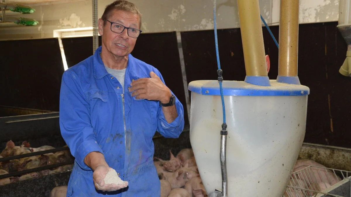 - Vi må gøre noget ekstra, uanset om det koster. Som OUA-producent har vi den ekstra udfordring, at jeg ikke ret gerne giver antibiotika. Det koster cirka 100 kr. pr gris at klippe et øremærke af, forklarer den vestfynske svineproducent Ole Junker. 