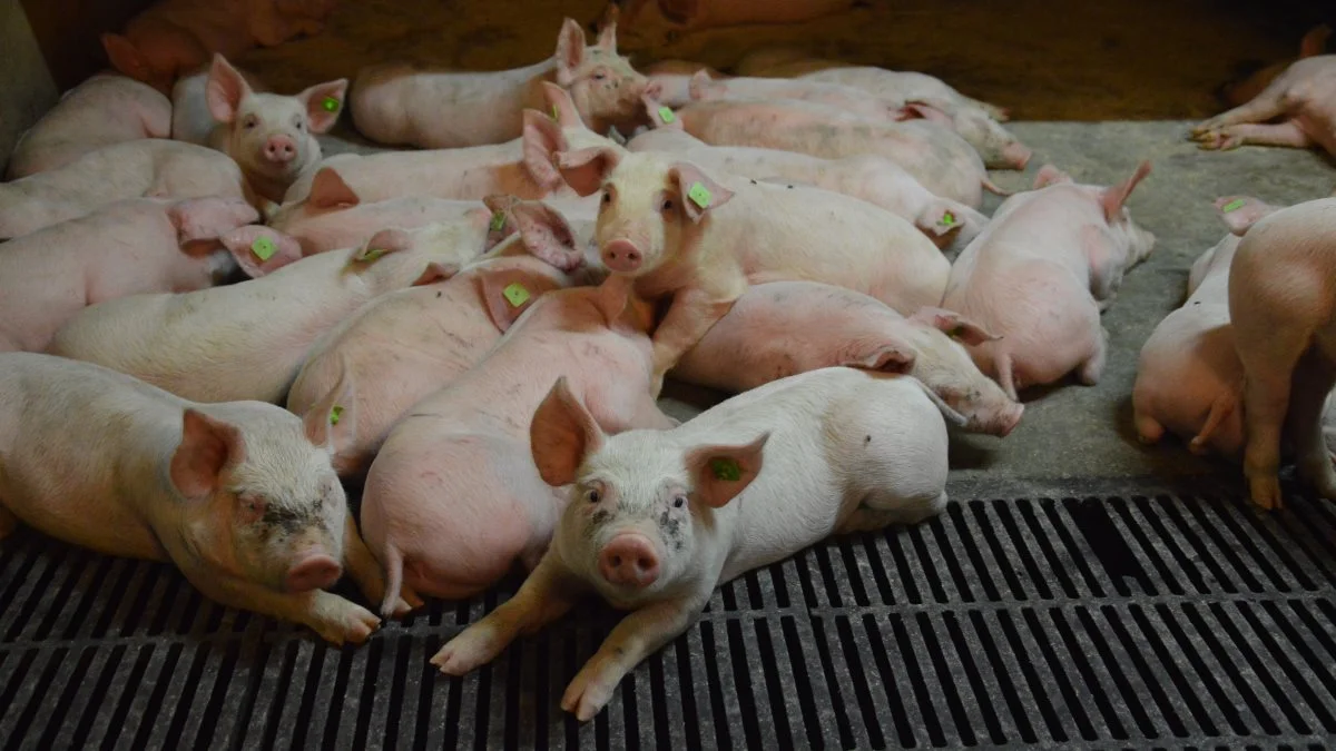OUA-tillægget sættes yderligere ned til november. Tillægget er dermed faldet fra plus to kroner. I dag ligger tillægget på 1,20 pr kg, men lander til november på 95 øre pr kg. Fotos: Camilla Bønløkke