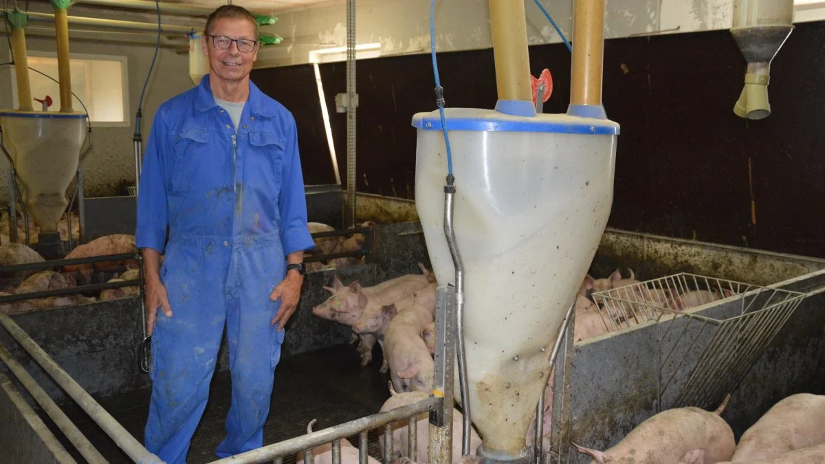 - Jeg havde læst om Topigs Norsvin på Facebook og efter at have undersøgt mulighederne nærmere, besluttede jeg at skifte genetikken helt, forklarer Ole Junker. Fotos: Camilla Bønløkke