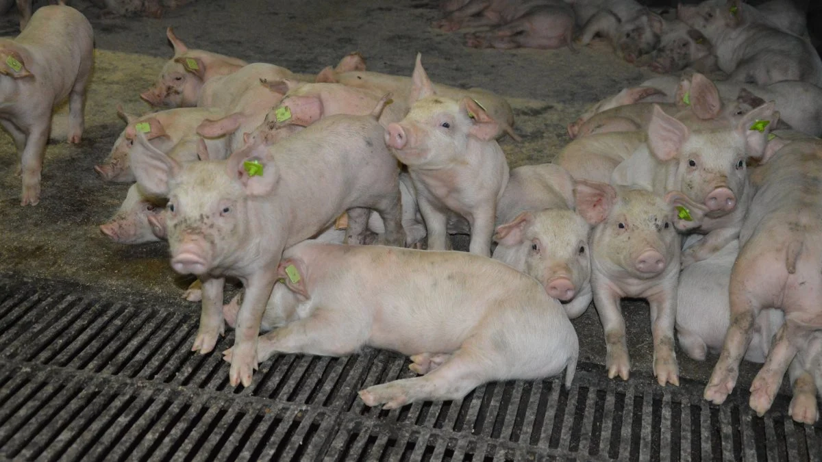 Fravænningsvægten er i gennemsnit på 7-7,5 kg, og søerne ligger med 15-16 grise, da søerne nemt kan passe dem. 