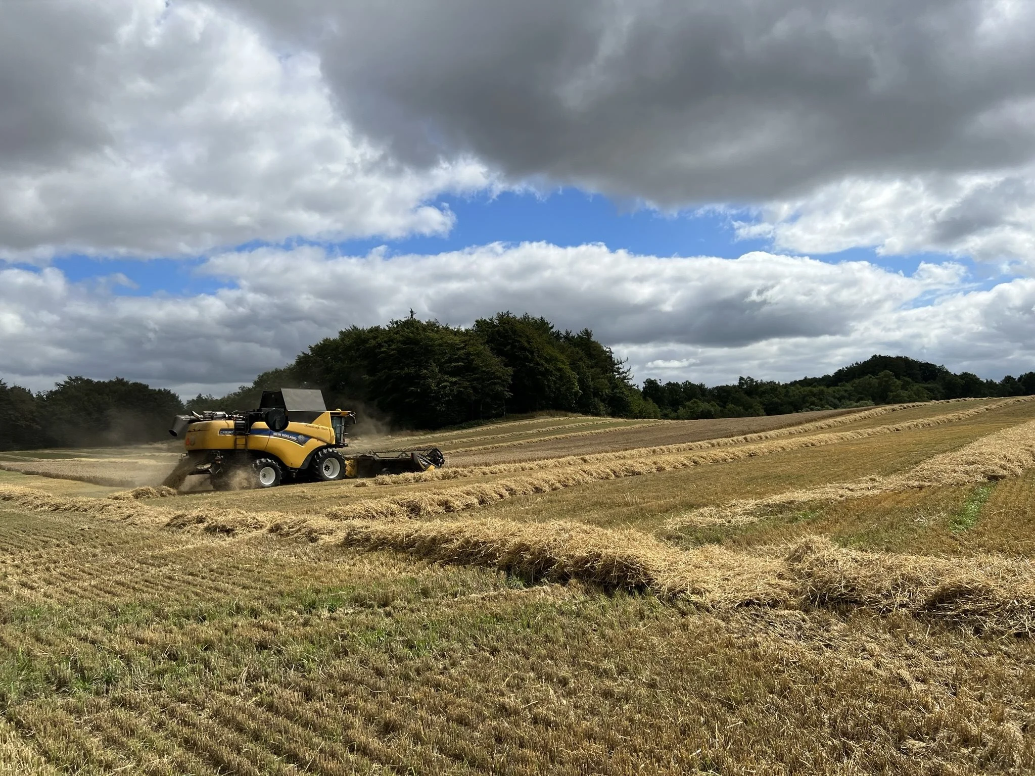 Trinderups New Holland CX8.90 med MacDon-skærebordet er i gang med sin anden sæson i de bløde bakker vest for Hobro. Foto: Kasper Stougård