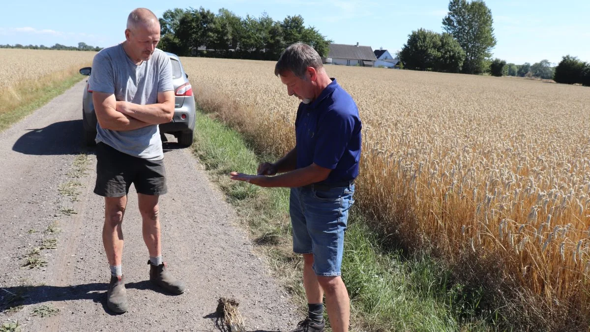Landmand Jakob Rasmussen (tv) ved Slagelse på Vestsjælland undrer sig sammen med sin nabo - planteavlsrådgiver Lars Albrechtsen - over de mange sorte og golde aks i hans Informer-hvedemark til højre. 
- Den er sået 10 dage før mine øvrige Informer-hvedemarker, hvor der ingen sorte aks er, fortæller han. Fotos: Jørgen P. Jensen