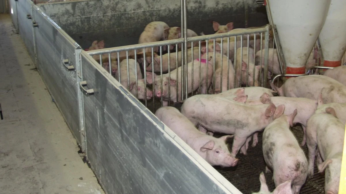 Som husdyrproducent kan det være nemt at falde for fristelsen til at sælge sit korn dyrt i foderhandelen. Det kan imidlertid være særdeles risikabelt lige nu,  vurderer strategi- og svinerådgiver Anders Christensen, SvineXperten. Arkivfoto