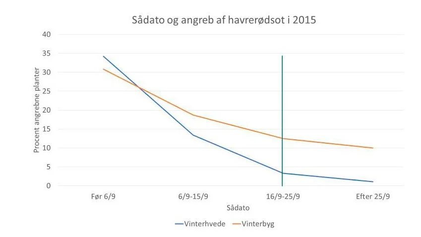 Angreb af havrerødsot i 112 ubehandlede hvedemarker og 77 ubehandlede vinterbygmarker i 2015. Kilde: Seges Innovation
