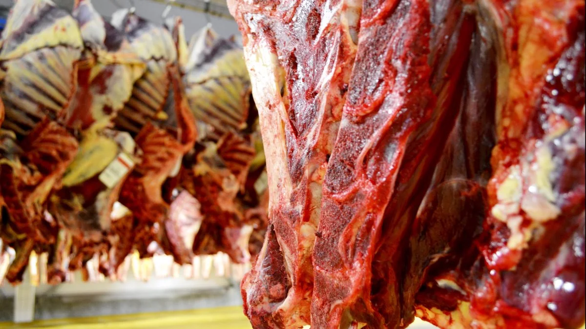 Kina er en af de helt store aftagere af oksekød fra USA. Foto: Danish Crown, DC Beef Holsted, Anne Louise Mikkelsen