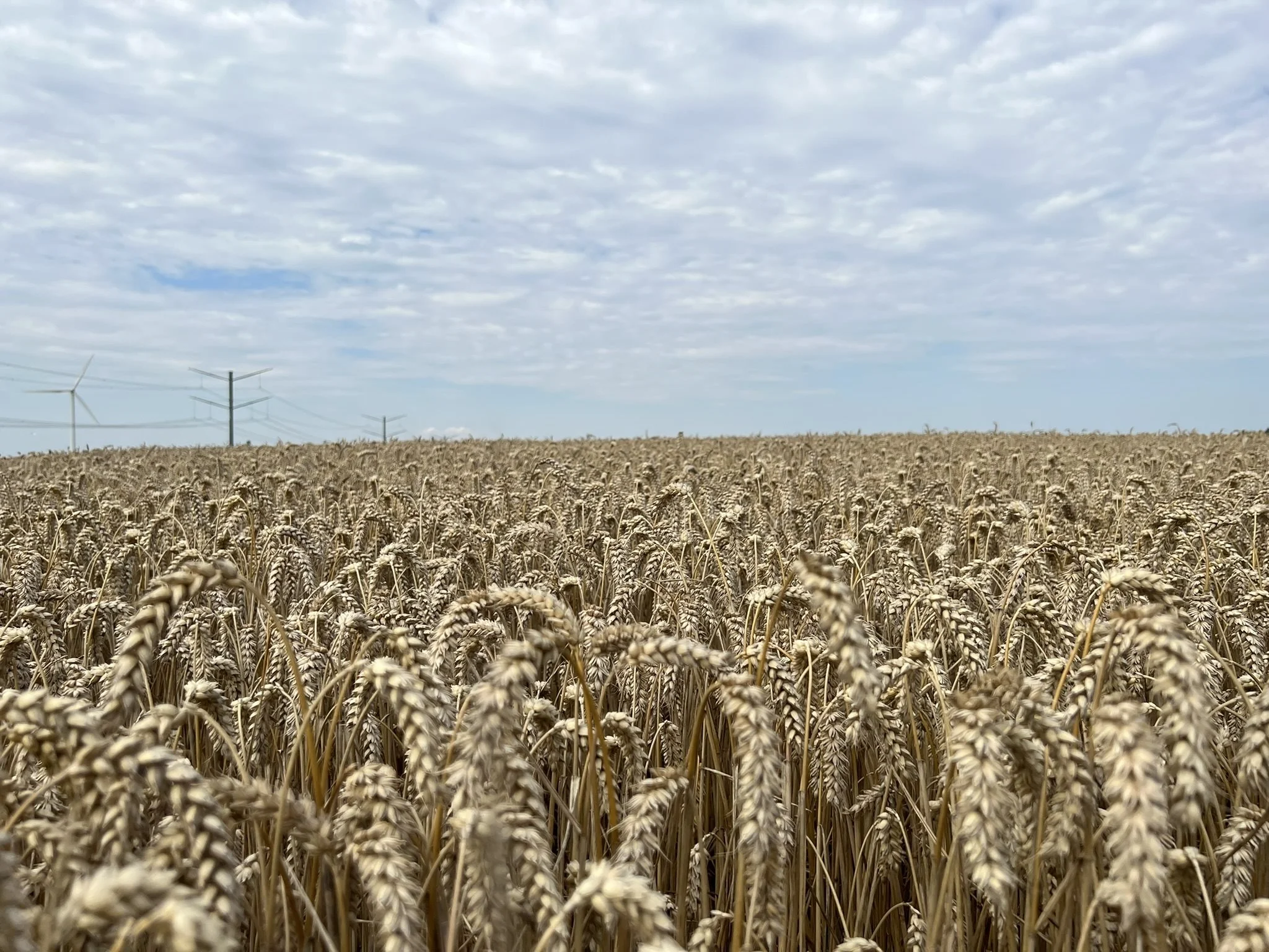 Hveden skuffer lidt på Vindumovergaard i år. Den aborterede en del sideskud i foråret og kernerne er efter Asbjørn de Neergaards mening ikke for store. Foto: Kasper Stougård 