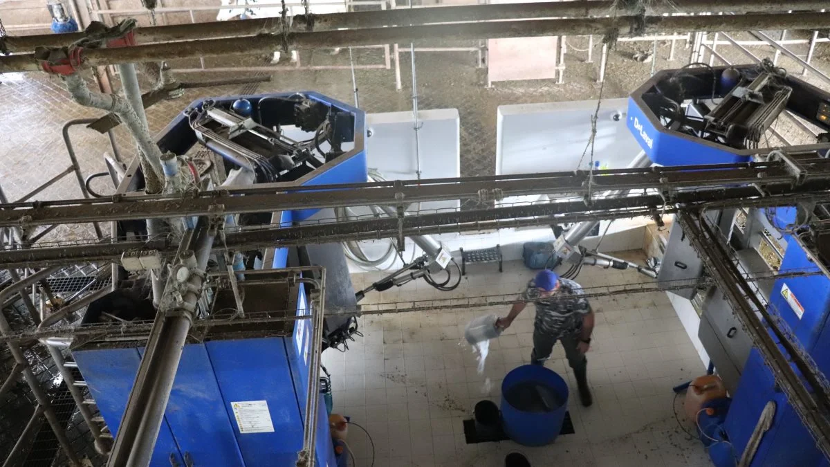 Som eneste mælkeproducent på de kvægrige Azorer har brødrene Aguiar fire Alfa-Laval malkerobotter.