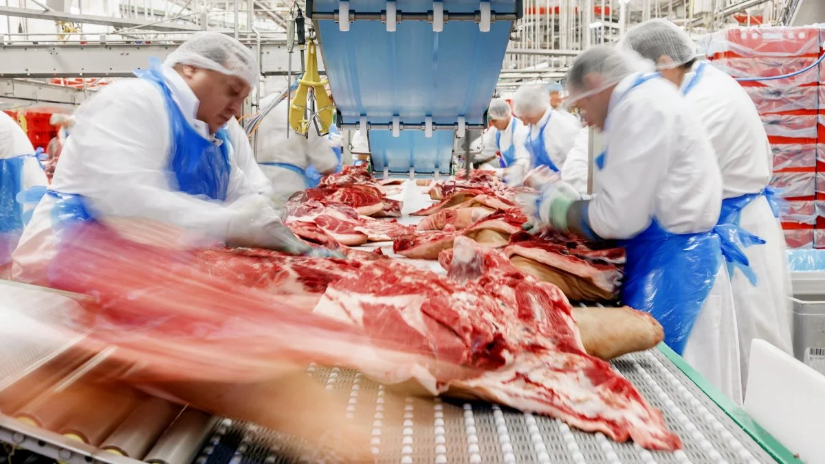 De tyske slagtninger af grise faldt i 1. halvår med 2,3 millioner stk. til 23,8 millioner stk., svarende til 8,9 procent i forhold til 1. halvår 2021. Foto: Werbestudio Zeidler