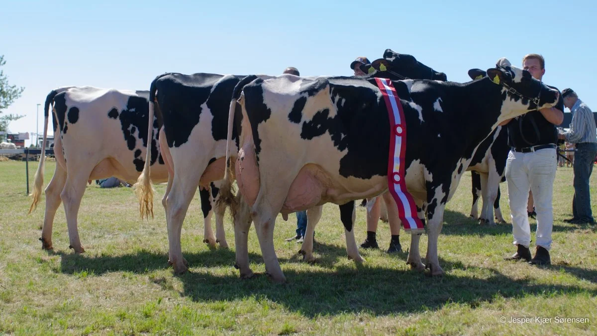 Bedste besætningsgruppe: Holstein fra Andreas M. Haugaard, Aalestrup. Fotos: Jesper Kjær Jørgensen