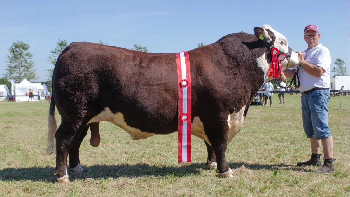 Bedste handyr: Bakkegård Noam, Herefordtyr fra Bakkegård Hereford, Spøttrup