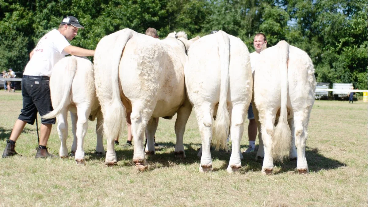 Bedste besætningsgruppe, kødkvæg: Charolais fra Rasmus Kirk, Fjerritslev