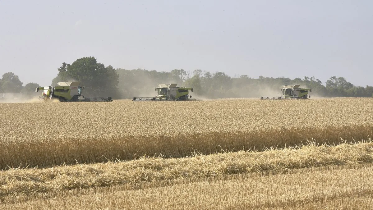 De tre 41-fods Claas-mejetærskere har på en måned bjærget afgrøderne på Agro-Alliancens i alt 2.687 hektar. Her høstes de sidste skår ved Herrested i sidste mandags hedebølge. Fotos: Erik Hansen