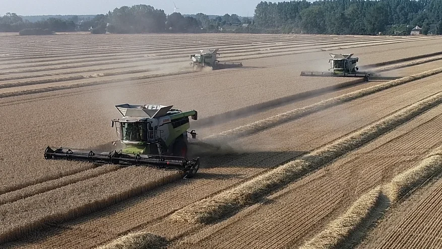 De tre 41-fods Claas-mejetærskere har på kun en måned bjærget afgrøderne på Agro-Alliancens i alt 2.687 hektar. Her er høstes de sidste skår i mandagens hedebølge. Foto: Jens-Christian Stuwitz, Agro-Alliancen