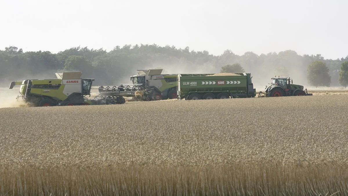 To sneglevogne sørger for at fragte hveden fra de tre mejetærskeres 11.100 liters korntanke til lastbilerne på vejen langs marken. Sneglevognene rummer op til 38 tons og har indbygget vægt, som nøjagtig vejer mængden, der aflæsses på få minutter. Foto: Erik Hansen 