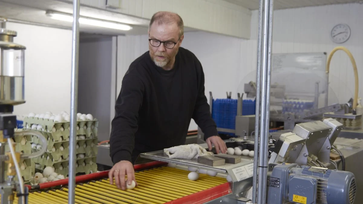 - Jeg har på det seneste kunnet konstatere, at ægvægten har været svagt faldende og small-andelen stigende, og det er en uheldig tendens, siger Lars Bredahl, økologisk ægproducent. Fotos: Tenna Bang