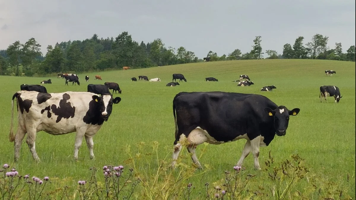 Er der stadig rigeligt med protein at hente på marken, kan det være spild af penge at bruge af det dyre kraftfoder, når køerne allerede er dækket godt ind på den front. Arkivfoto: Line Brusgaard