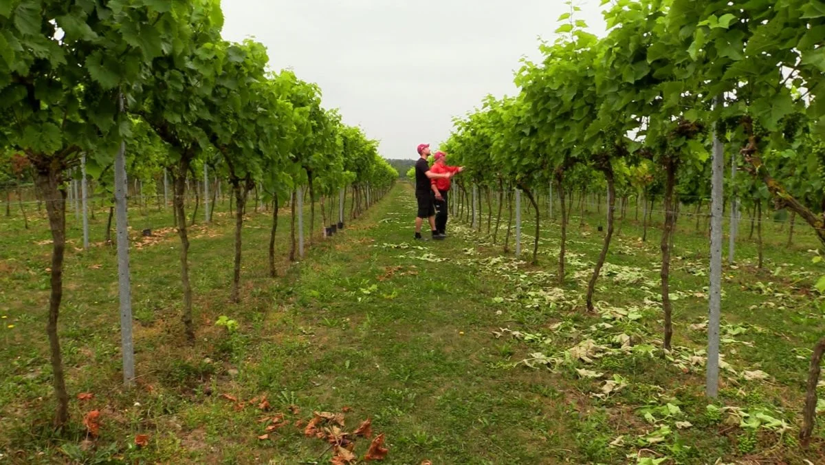 Faren Simon og moren Ingrid hjælper stadig til på gården, imens de ved siden af passer deres ene hektar med vinstokke og samtidig producerer lokal vin, som mange er interesserede i at købe.