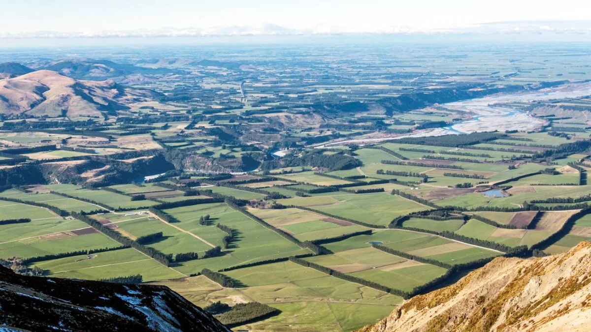 Et kig udover Canterbury Plains, hvor verdens højeste udbytte i vinterhvede er høstet.