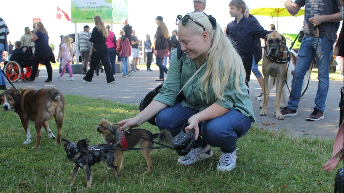 Over 800 hunde står på deltagerlisten til Store Hestedag, hvor hele 22 forskellige racer vil være repræsenteret. Foto: Jesper Hallgren 
