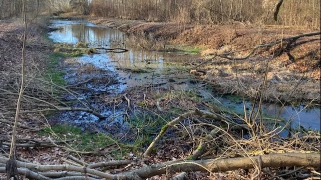 Ifølge ejeren af Rødkilde Gods løber der hvert år cirka 3 millioner offentligt spildevand ud i et overløbsbassin i en skov på godset. Foto: Kim Kronshage Rasmussen