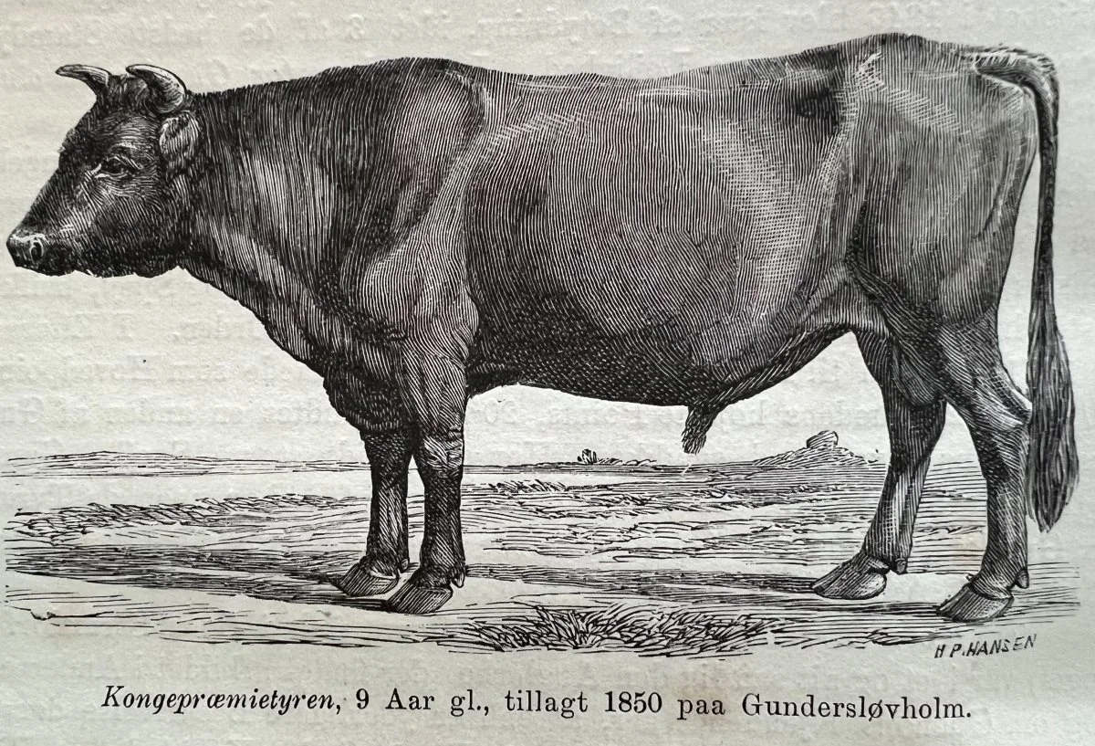 Kongepræmietyren er af anglerracen, som historisk blev benyttet til avl af racen Rød Dansk Malkekvæg.