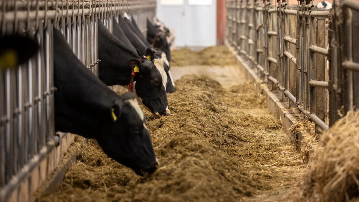 Med det nye værktøj kan man løbende se den foreslåede pris på grovfoder bevæge sig op eller ned alt efter, hvordan man justerer sine egne data. Foto: Seges Innovation